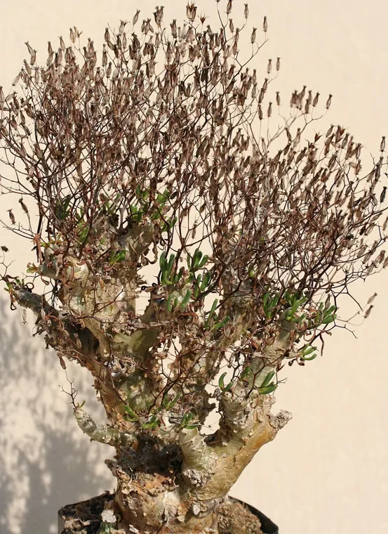 Tylecodon reticulatus botanical reference photo