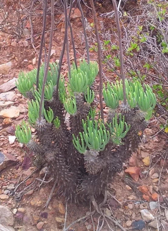 Tylecodon wallichii botanical reference photo