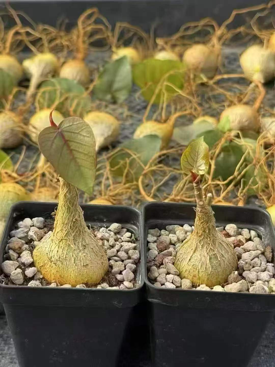 Caudiciform plants with swollen trunks