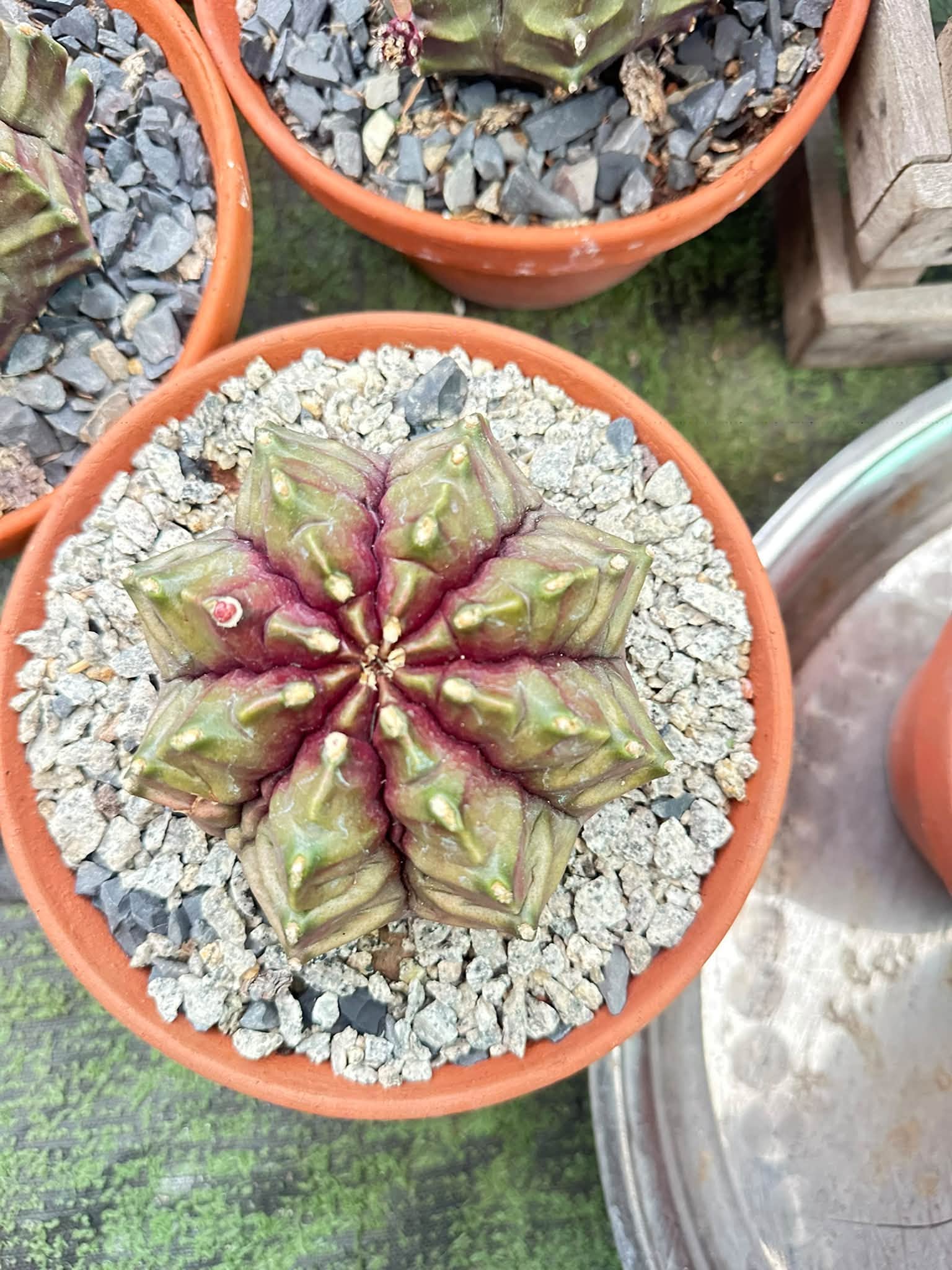 Green and purple cactus with angular ribs in a gravel-topped pot