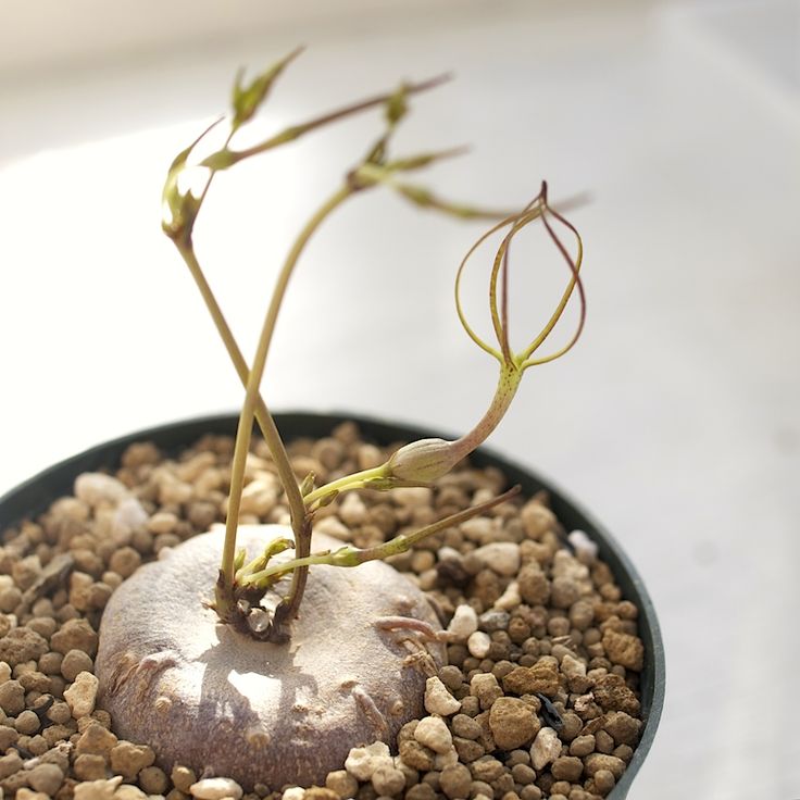 Round pale caudex and slender new stems in a black pot