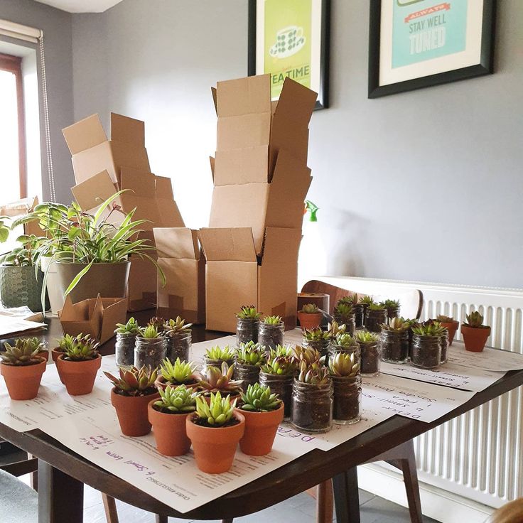 Small potted succulents arranged on a table beside open cardboard shipping boxes