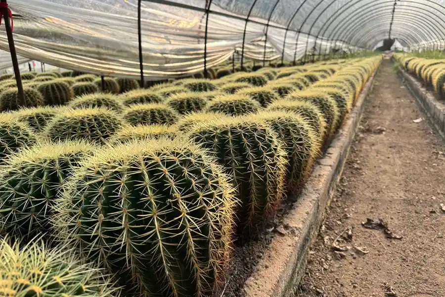 Cacti growing at a nursery
