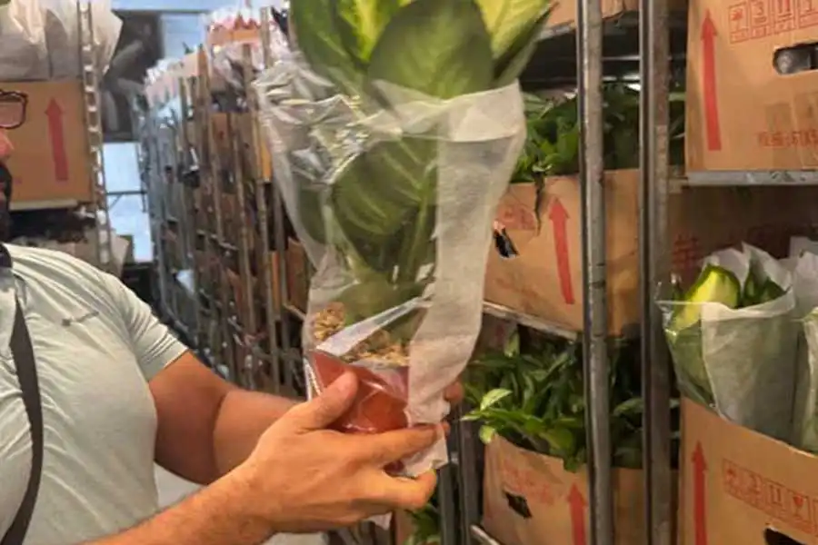 Worker holding a protected potted plant in a packing area