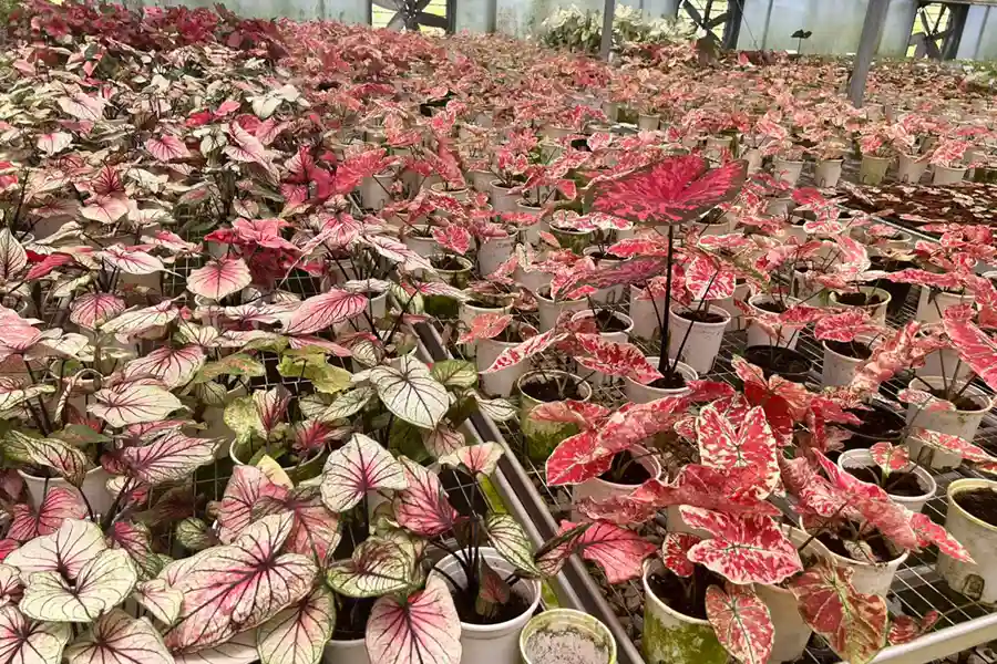 Mixed pink and green Caladium plants grouped on nursery benches