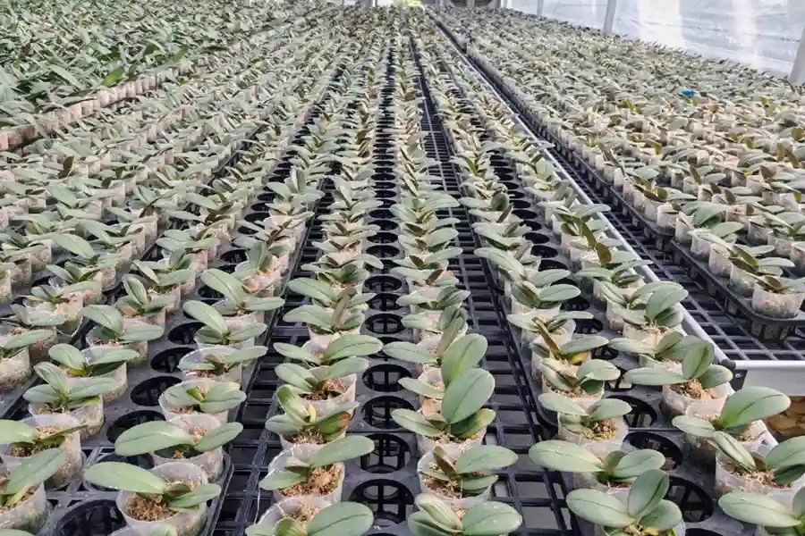 Rows of young potted orchids arranged on nursery benches