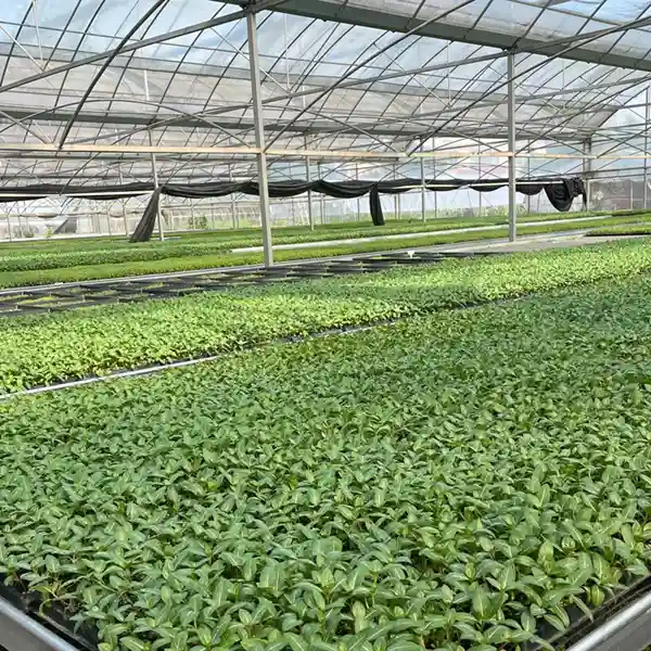 Dense nursery plant batches growing in a greenhouse