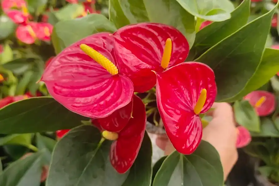 Hand holding a red Anthurium flower for a close-up photograph
