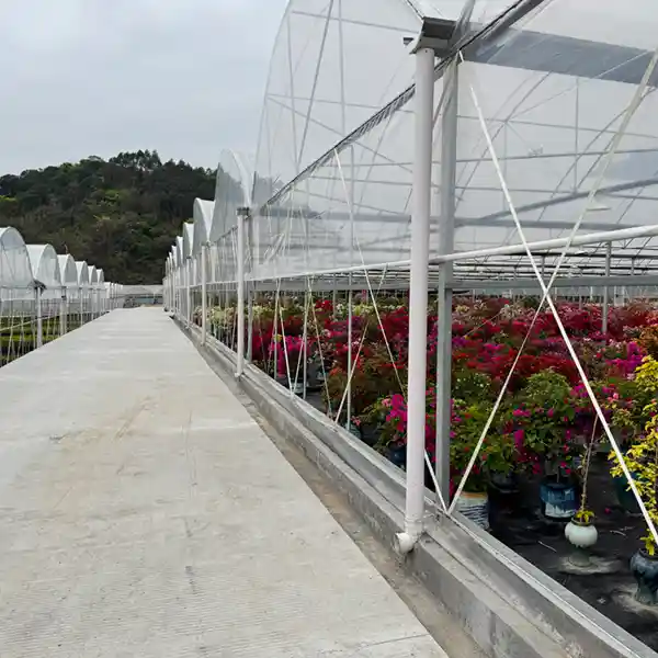Walkway alongside arched plant greenhouses