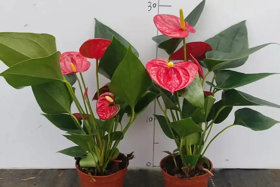 Two potted Anthurium plants beside a ruler showing plant height