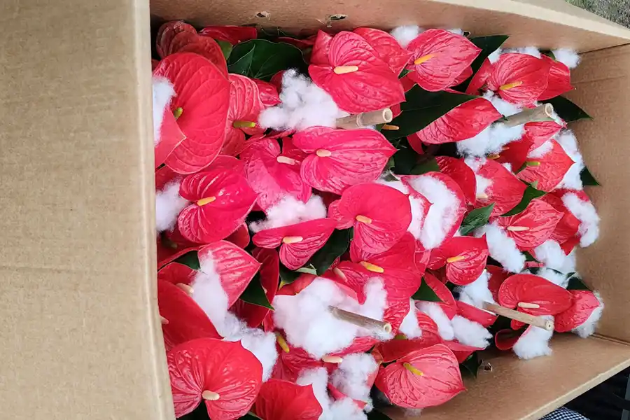 Anthurium flowers protected with white cushioning inside a wooden container