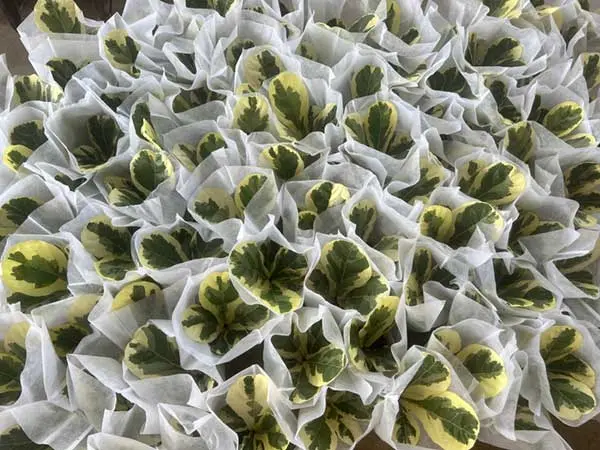 Variegated potted plants protected with white sleeves