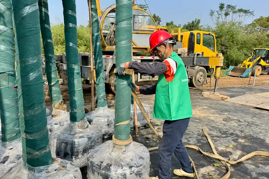 Worker applying protective wrapping to tree trunks beside transport equipment