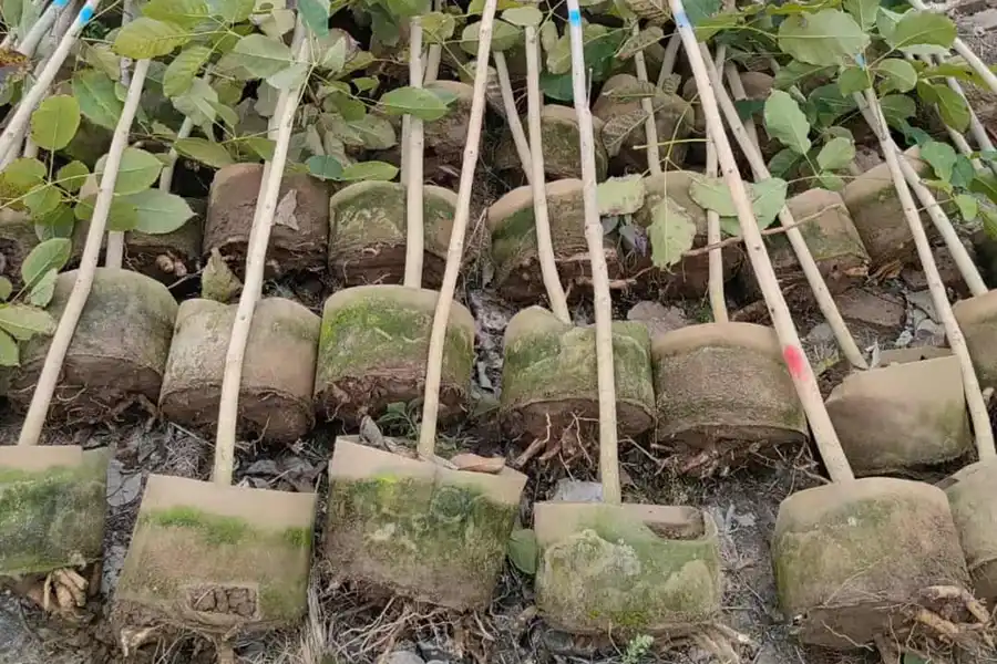 Tree trunks with root balls grouped in a plant preparation area
