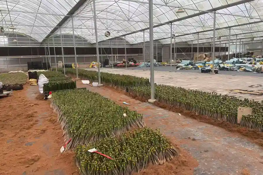 Rooted plant stems grouped on a preparation-area floor