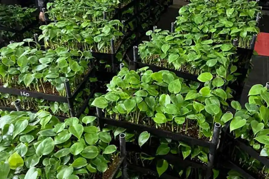 Young foliage plants arranged in black nursery trays